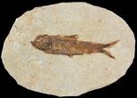 Small, Knightia Fossil Fish - Wyoming #47509-1